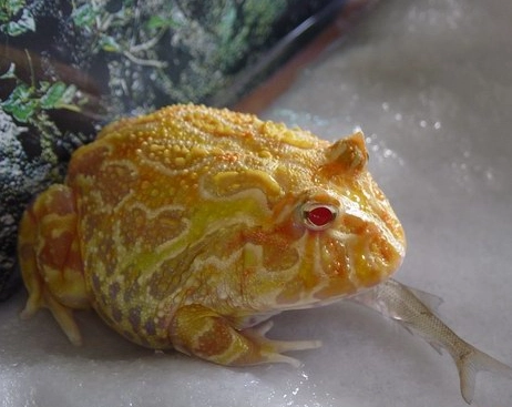 角蛙皮膚受傷