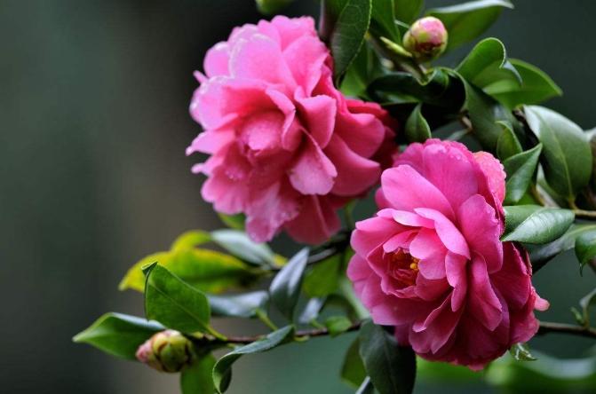 山茶花花語 山茶花花語