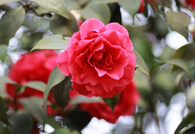 山茶花花語 山茶花花語
