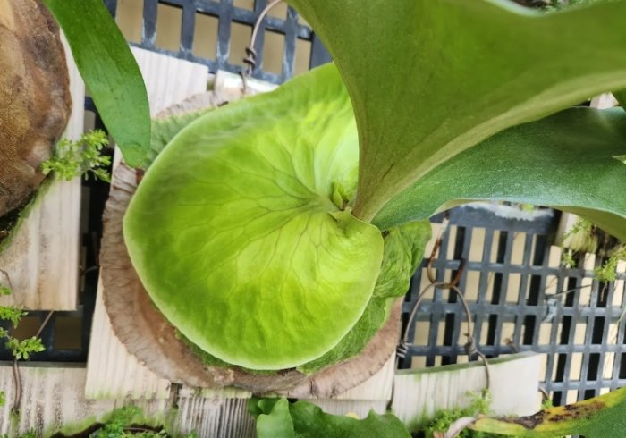 圓盾鹿角蕨 圓盾鹿角蕨