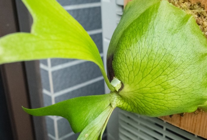 圓盾鹿角蕨 圓盾鹿角蕨