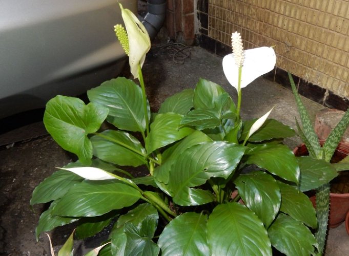白鶴芋 白鶴芋