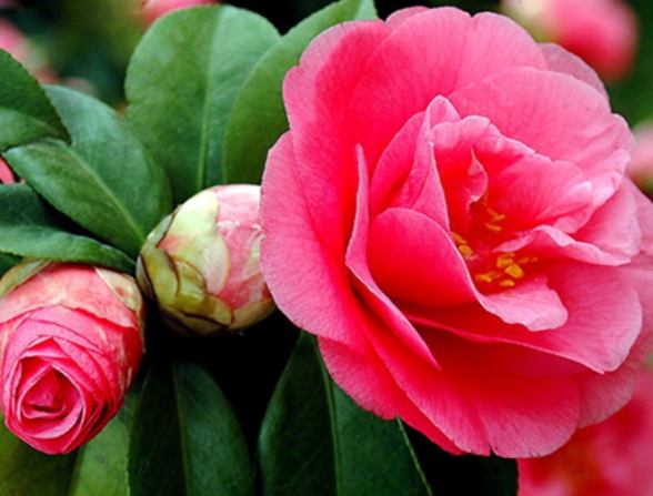山茶花花語