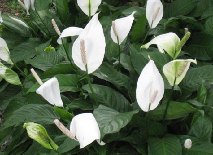 白鶴芋 白鶴芋