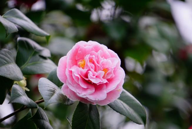 山茶花花語 山茶花花語