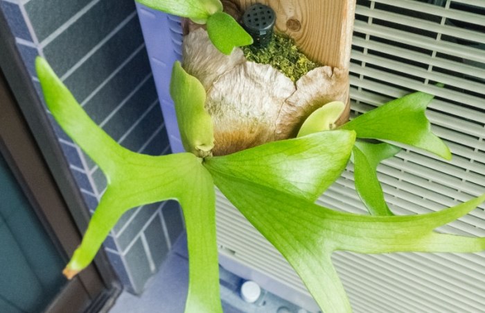 圓盾鹿角蕨 圓盾鹿角蕨