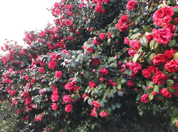 山茶花花語 山茶花花語