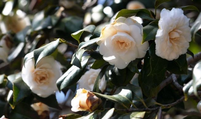 山茶花花語 山茶花花語