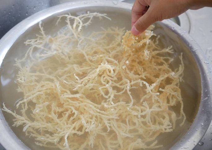 海燕窩功效禁忌 海燕窩功效禁忌