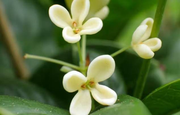 桂花種植