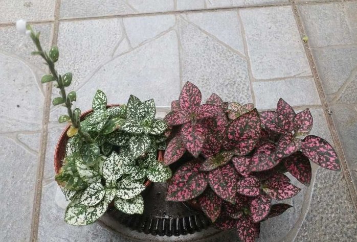 嫣紅蔓養護