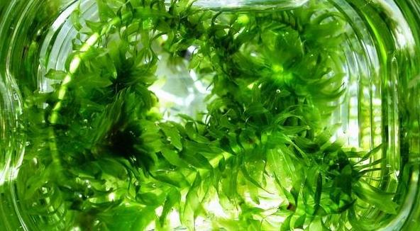 水蘊草問題 水蘊草問題