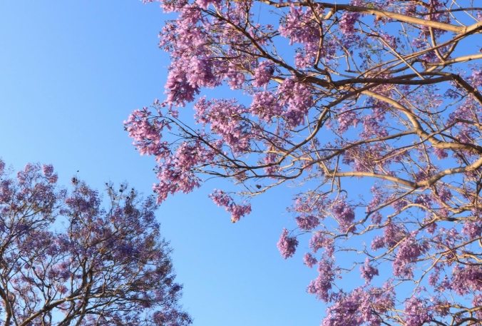 藍花楹賞花景點