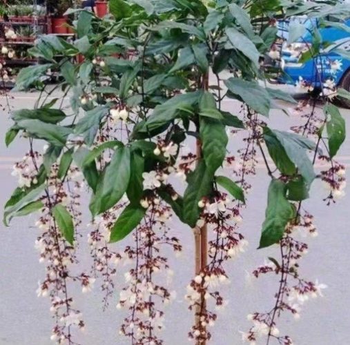 垂枝茉莉養護 垂枝茉莉養護