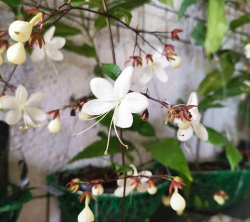 垂枝茉莉養護 垂枝茉莉養護