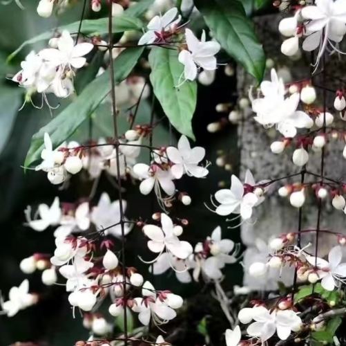 垂吊茉莉花 種植 垂吊茉莉花 種植