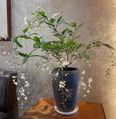 垂枝茉莉開花時間