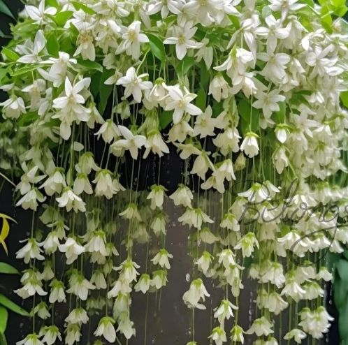 垂吊茉莉花 品種 垂吊茉莉花 品種