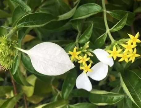 玉葉金花開花時間 玉葉金花開花時間