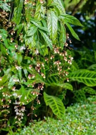 垂枝茉莉開花時間