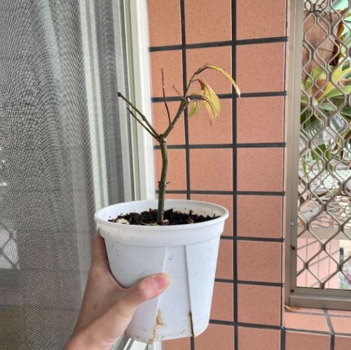 垂枝茉莉養護 垂枝茉莉養護