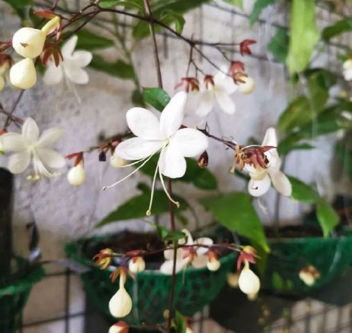 垂吊茉莉花 種植 垂吊茉莉花 種植
