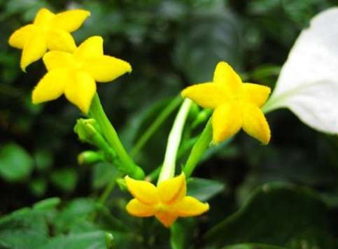 玉葉金花開花時間 玉葉金花開花時間