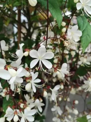 垂吊茉莉花 品種 垂吊茉莉花 品種