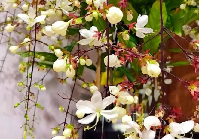 垂枝茉莉扦插 垂枝茉莉扦插