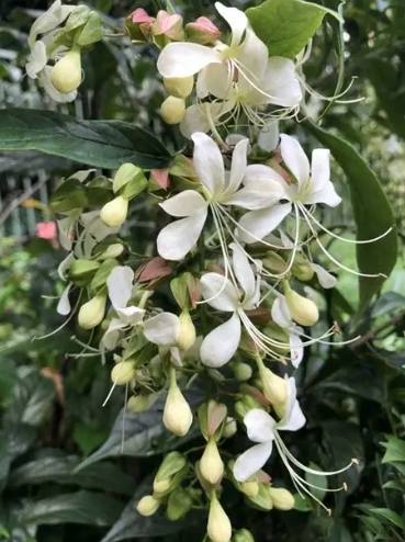 垂枝茉莉扦插 垂枝茉莉扦插