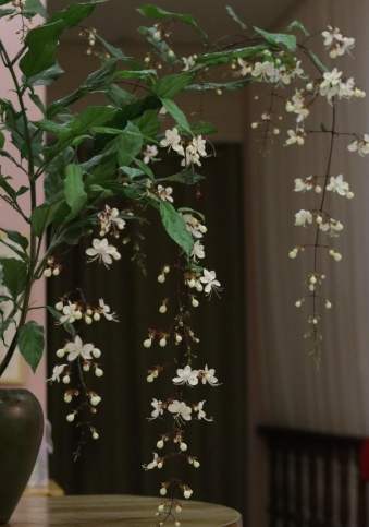 垂吊茉莉花 養護 垂吊茉莉花 養護