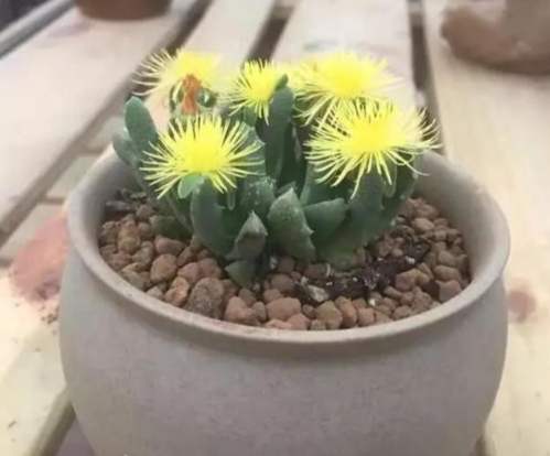 太陽花多肉植物 太陽花多肉植物