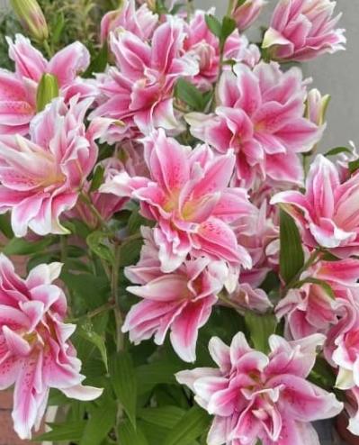 百合花顏色代表意義 百合花顏色代表意義