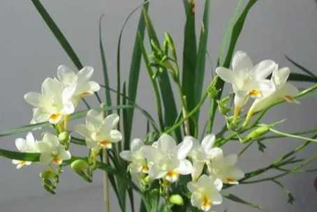 小蒼蘭種植