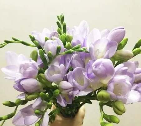 小蒼蘭養護技巧 小蒼蘭養護技巧