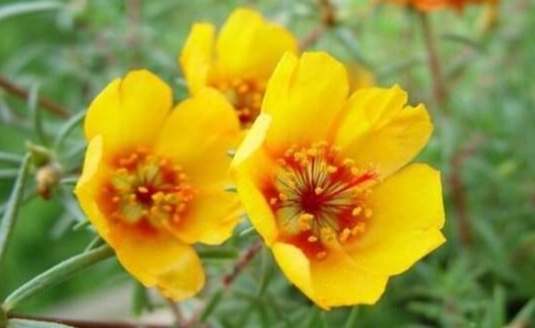 單瓣太陽花養護 單瓣太陽花養護