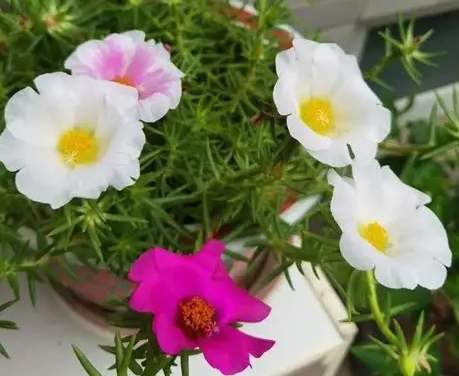 單瓣太陽花養護 單瓣太陽花養護