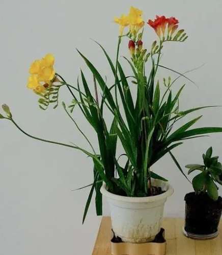 小蒼蘭花後處理 小蒼蘭花後處理