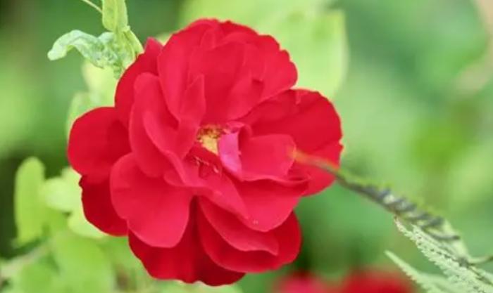 幸福花語