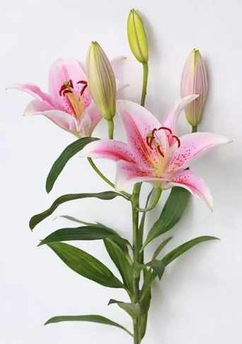 百合花花語大全 百合花花語大全