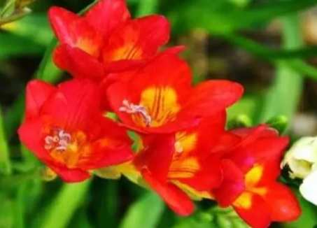 小蒼蘭花後處理 小蒼蘭花後處理