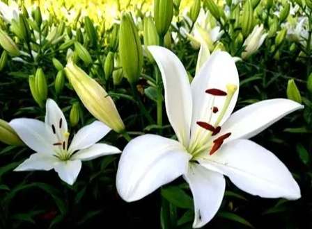 百合花顏色代表意義 百合花顏色代表意義