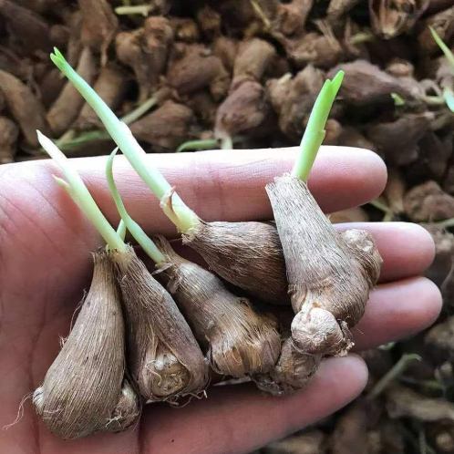 小蒼蘭種植技巧 小蒼蘭種植技巧