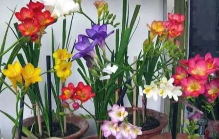 小蒼蘭開花後護理 小蒼蘭開花後護理
