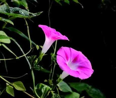 牽牛花種植方法 牽牛花種植方法