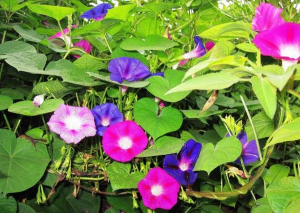 牽牛花照顧技巧 牽牛花照顧技巧