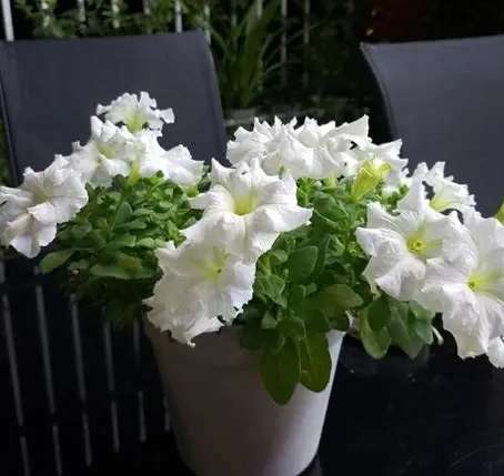 牽牛花種子發芽 牽牛花種子發芽