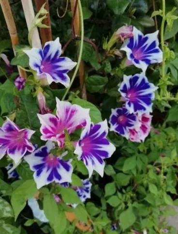 牽牛花品種壽命 牽牛花品種壽命