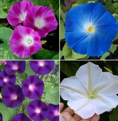 牽牛花種子發芽 牽牛花種子發芽
