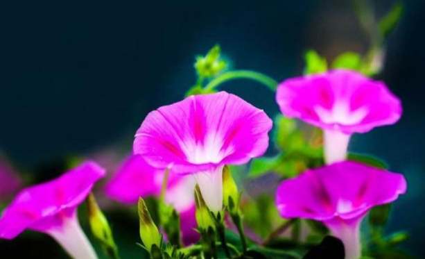 牽牛花養護 牽牛花養護